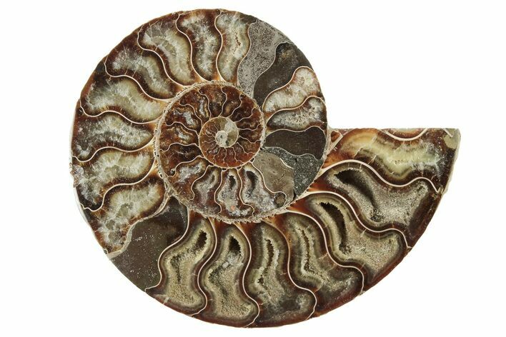 5.8" Cut & Polished Ammonite Fossil (Half) - Madagascar